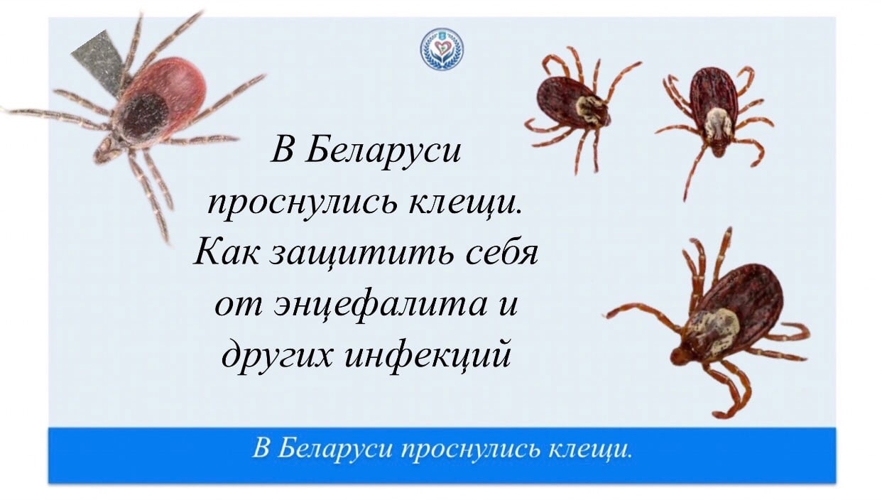 При какой температуре просыпаются клещи. Клещи. Клещи проснулись в марте.